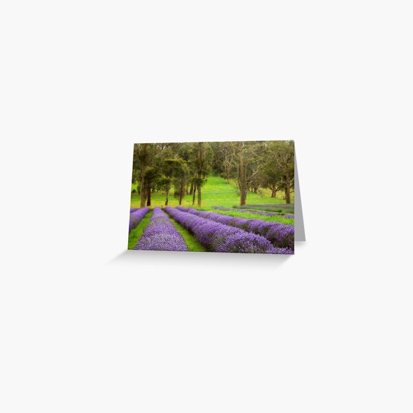 Lavender Greeting Card
