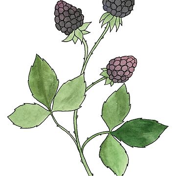 Vorschaubild zum Design Brombeere Aquarellmalerei von Danica Templeton