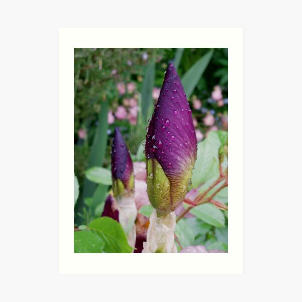 Iris Buds Art Print
