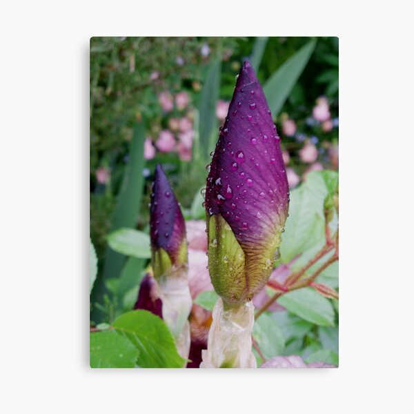 Iris Buds Canvas Print