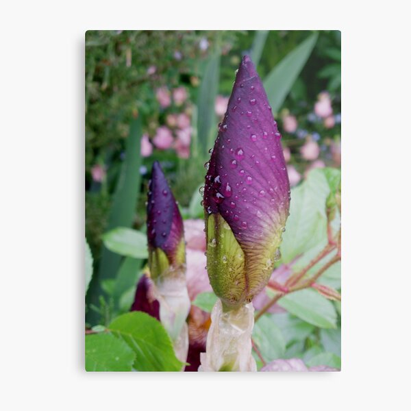 Iris Buds Metal Print