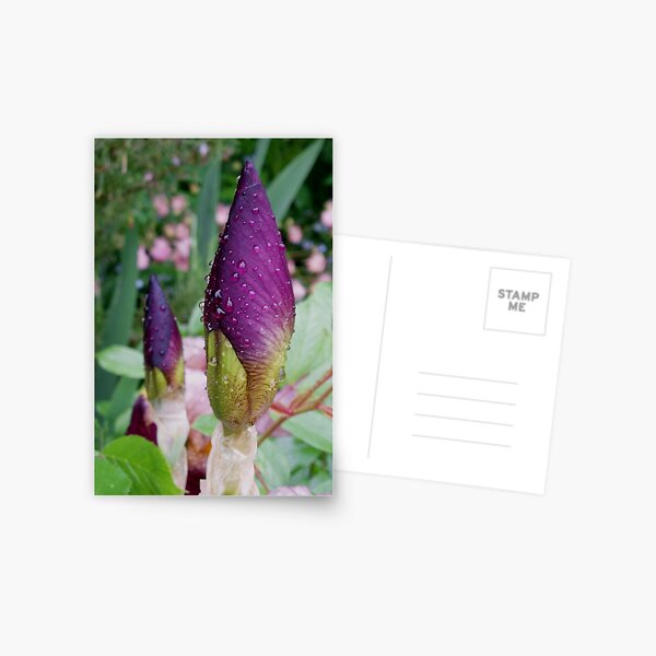 Iris Buds Postcard