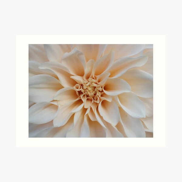 Cream Dahlia Art Print