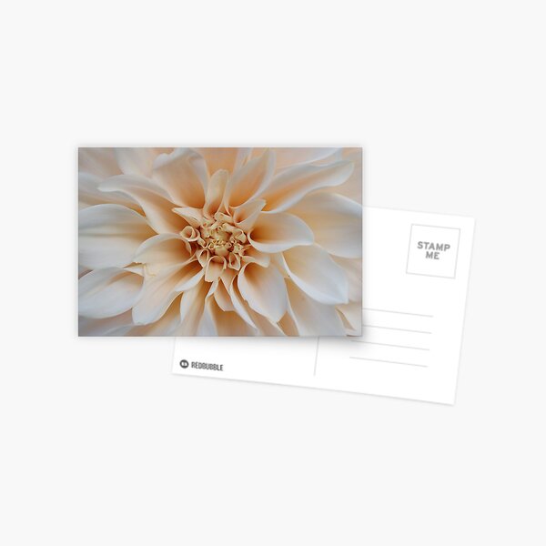 Cream Dahlia Postcard
