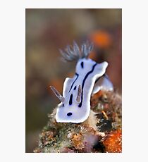 Chromodoris Wilani Photographic Print