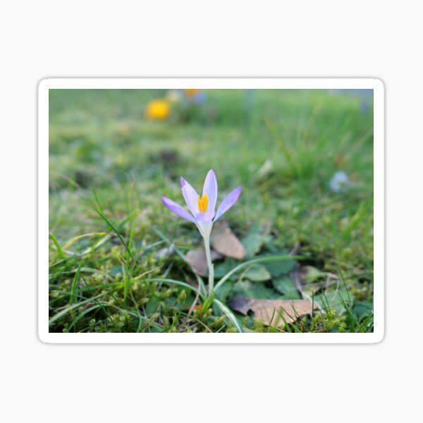 Early blue Crocus Sticker