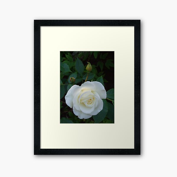 English Rose Framed Art Print