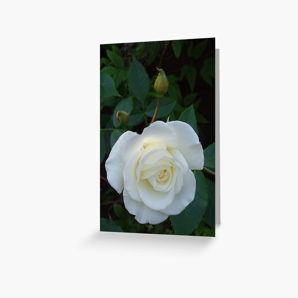 English Rose Greeting Card