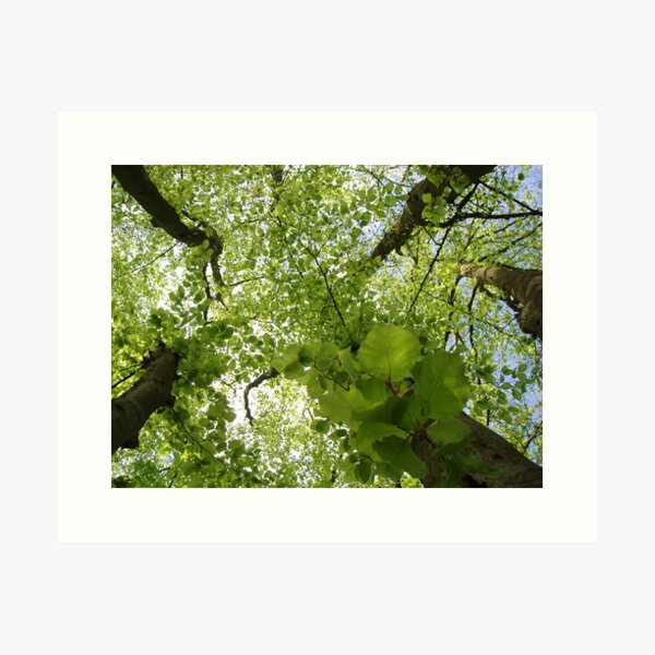 The Kissing Tree Art Print