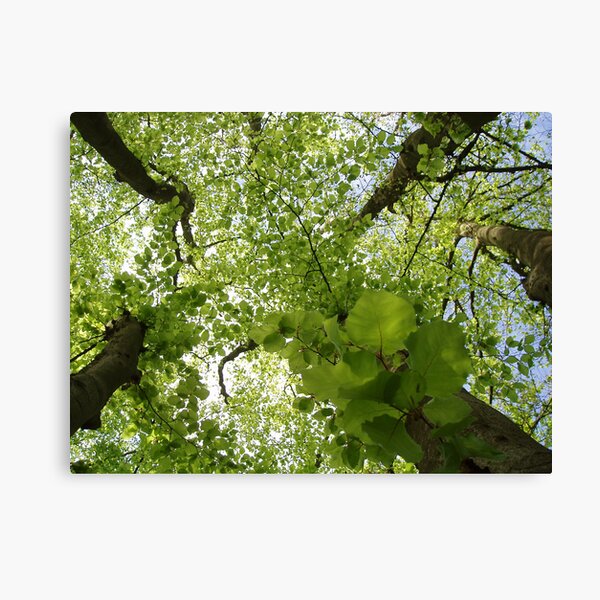 The Kissing Tree Canvas Print