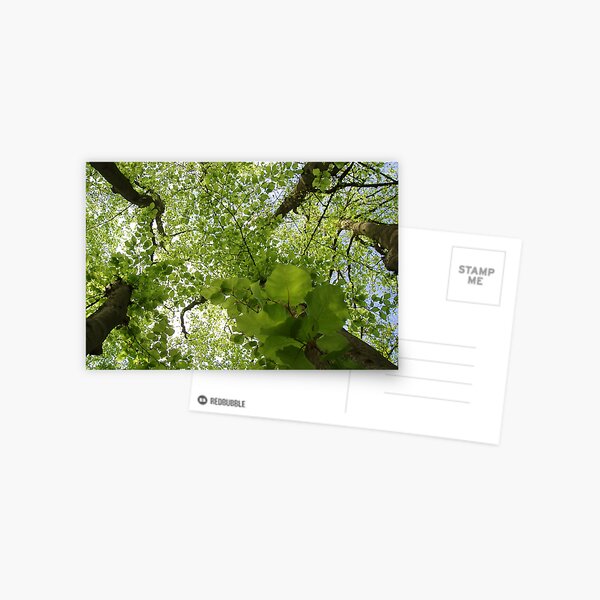 The Kissing Tree Postcard