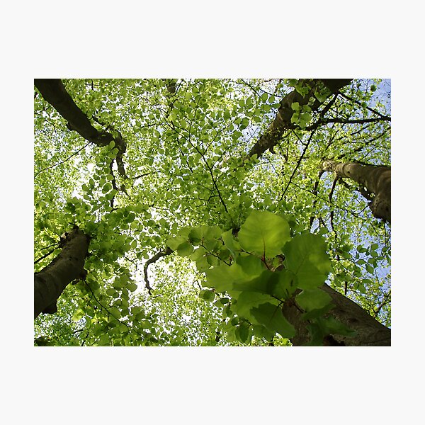 The Kissing Tree Photographic Print