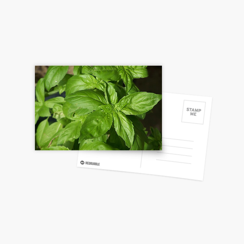 Basil Postcard