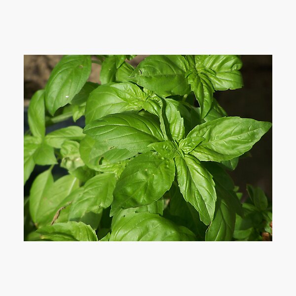 Basil Photographic Print