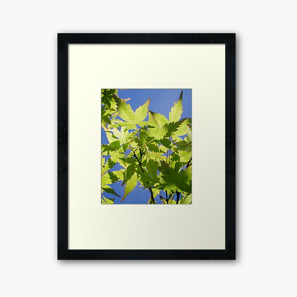 Acer Japonica Framed Art Print