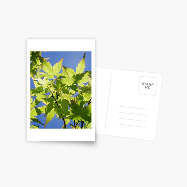 Acer Japonica Postcard