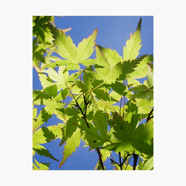 Acer Japonica Photographic Print