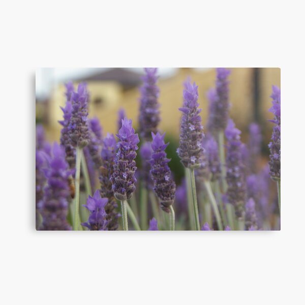 Lavender flowers Metal Print