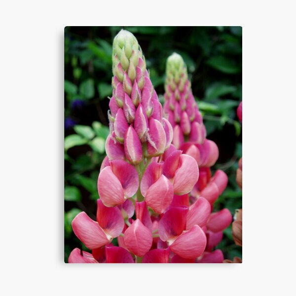 Lupins Canvas Print