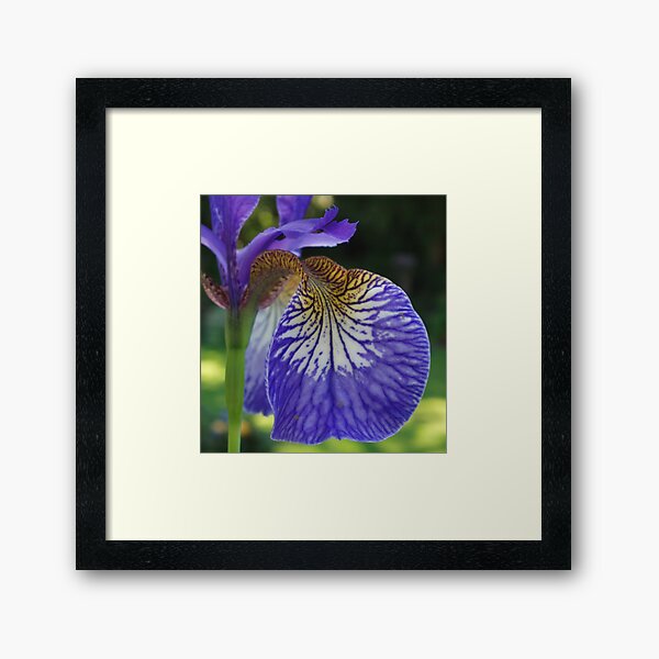 Purple Iris Framed Art Print