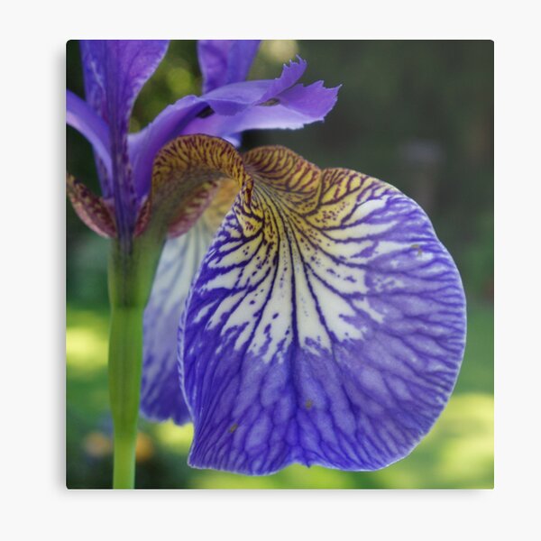 Purple Iris Metal Print
