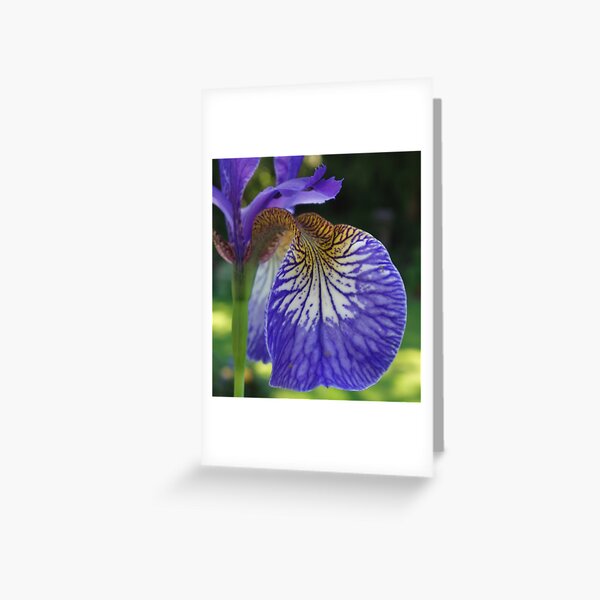 Purple Iris Greeting Card