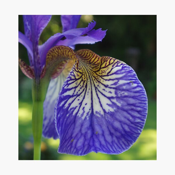 Purple Iris Photographic Print