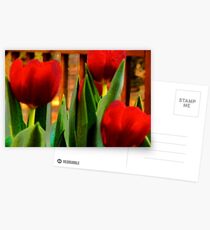 Red Tulips Postcards