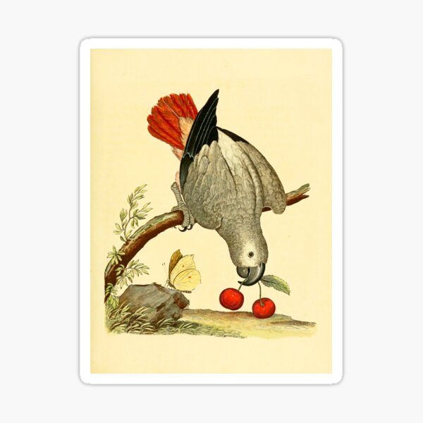 African Grey Parrot Sticker