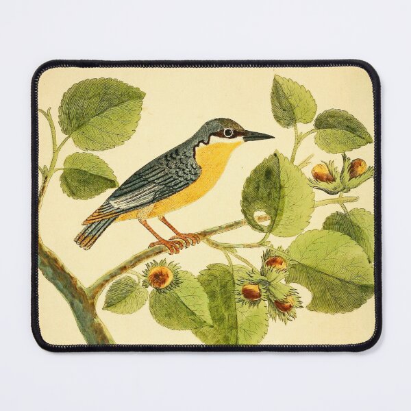 Item preview, Nuthatch designed and sold by Lloyd Library & Museum.