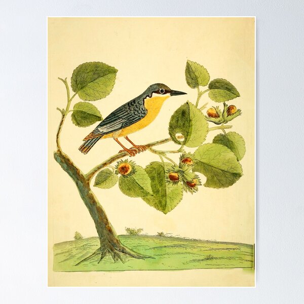 Nuthatch Poster