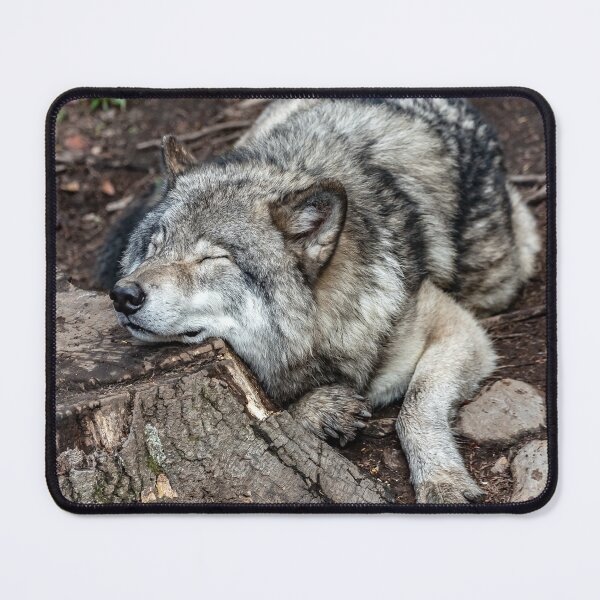 Item preview, gray wolf, gray wolf, wolf lovers, wolfes world designed and sold by Nicedeco.