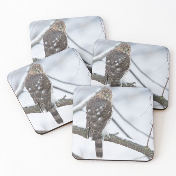 Item preview, Cooper's Hawk designed and sold by LaurenTucker.