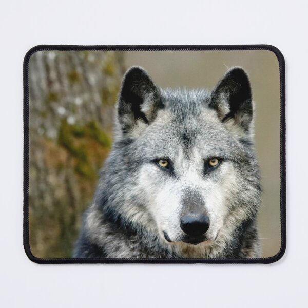 Item preview, gray wolf, gray wolf, wolf lovers, wolfes world designed and sold by Nicedeco.