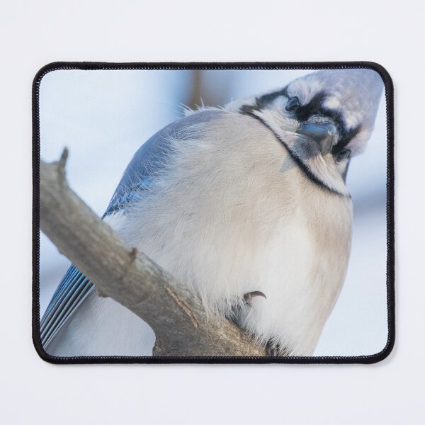 Item preview, Blue Jay designed and sold by LaurenTucker.