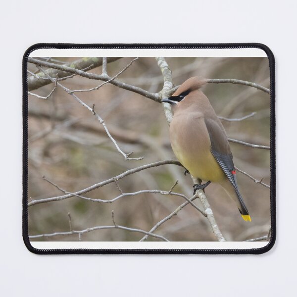 Item preview, Cedar Waxwing designed and sold by LaurenTucker.