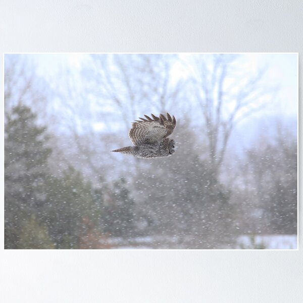 Item preview, Great Gray Owl in Flight 2 designed and sold by mahindle.