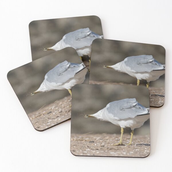 Item preview, Ring Billed Gull designed and sold by LaurenTucker.