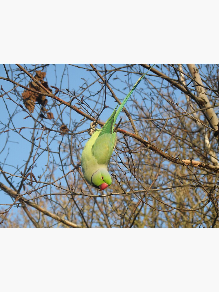 "Upside Down RoseRinged Parakeet Photograph" Sticker by naturegallery