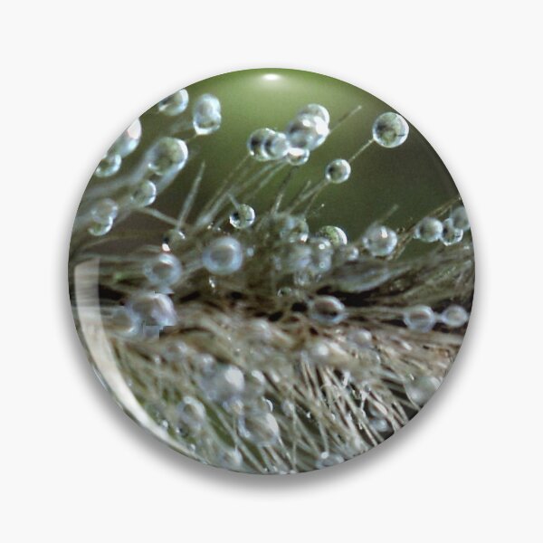 Item preview, Dew on a bristle plume designed and sold by PicsbyJody.