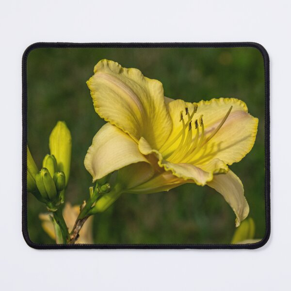 Item preview, Wild Lilly designed and sold by barkeypf.