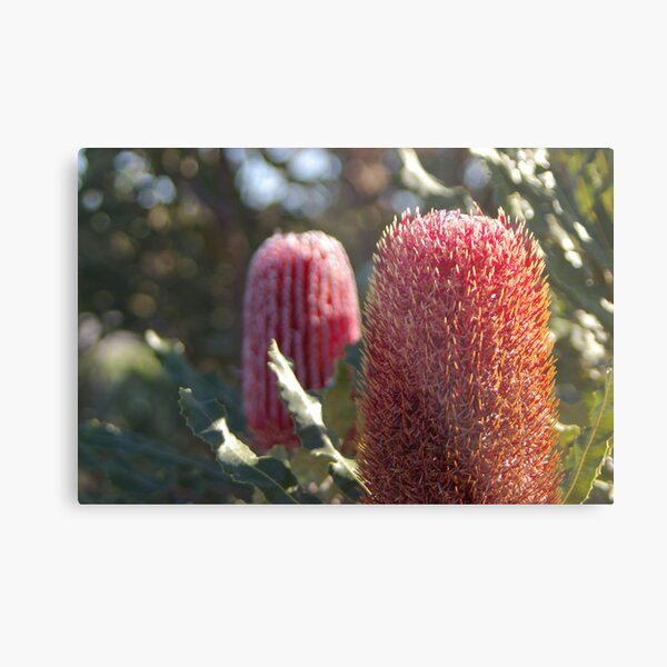 Firewheel Banksia Metal Print