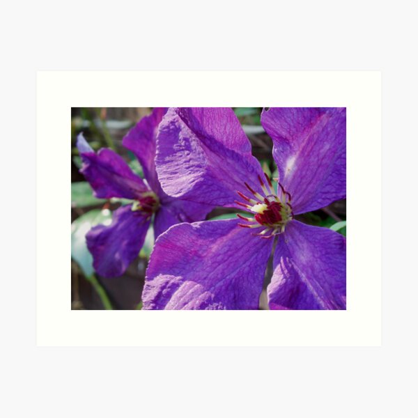 Clematis Art Print