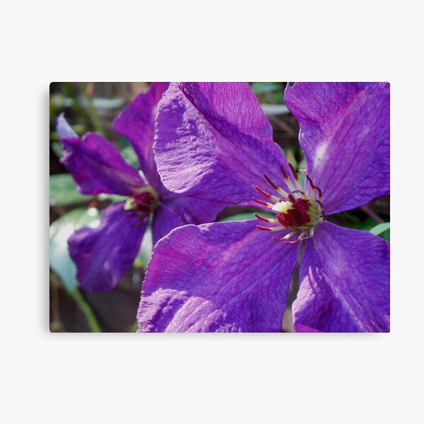 Clematis Canvas Print