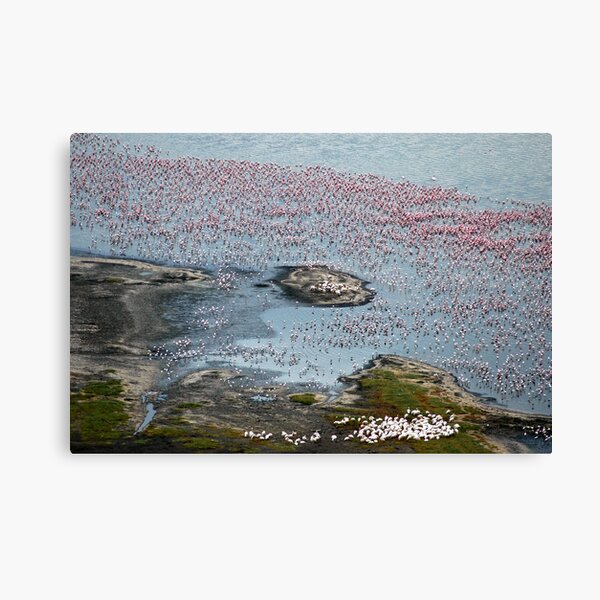 Flamingoes of Lake Nakuru, Kenya. Canvas Print