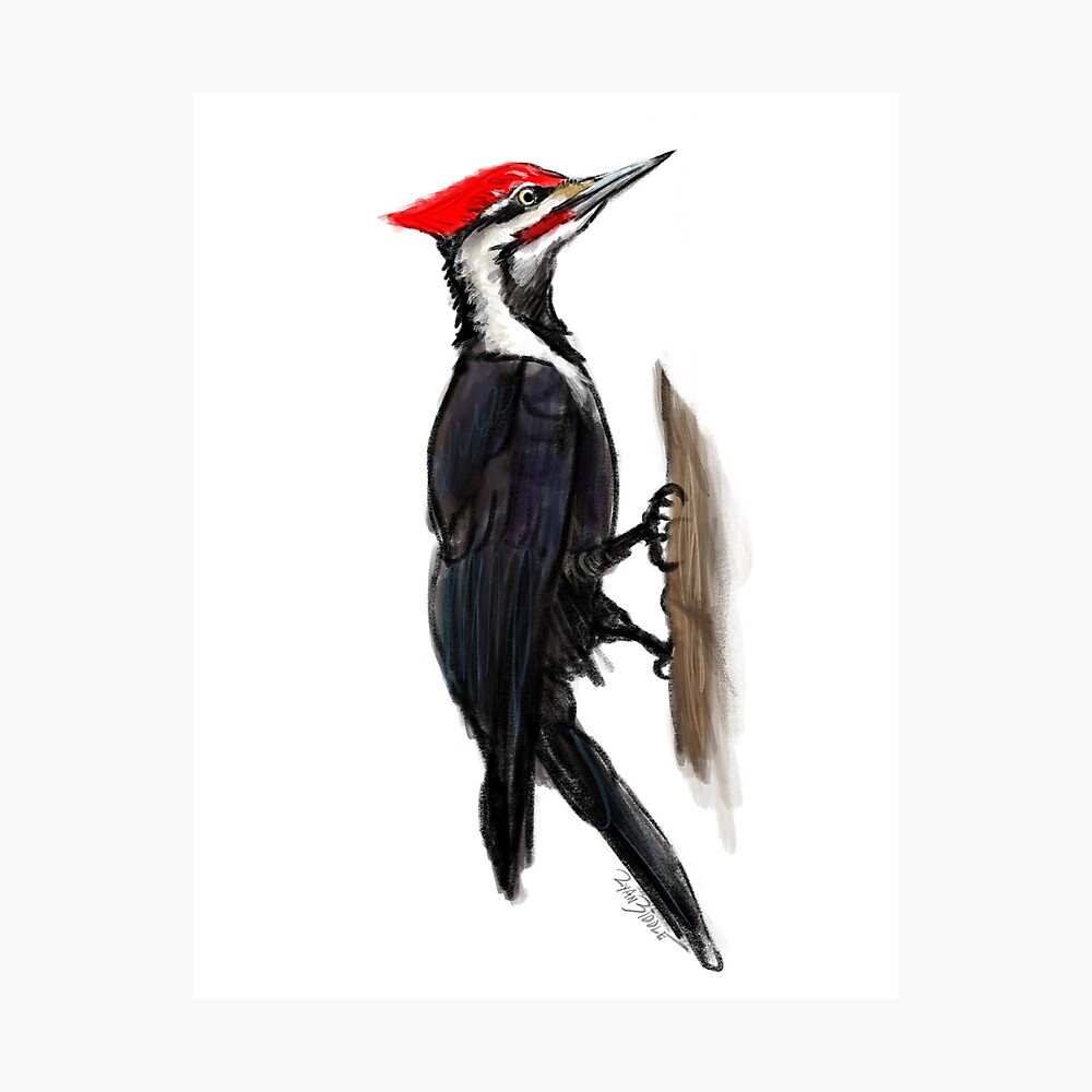 Woodpecker bird sketch Royalty Free Vector Image