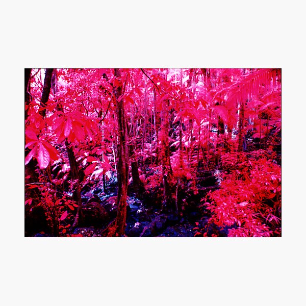 Item preview, Mt Warning rainforest in infra-red designed and sold by John C McBain.