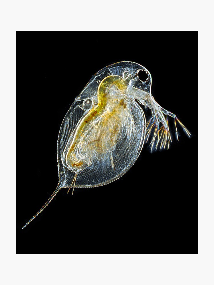 Daphnia Water Flea Black Background Sticker For Sale By Biobabe24