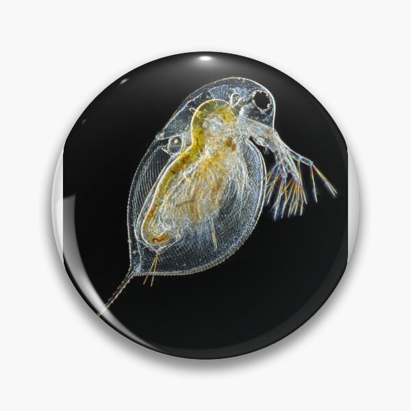 Item preview, Daphnia (Water Flea) Black Background designed and sold by BioBabe24.