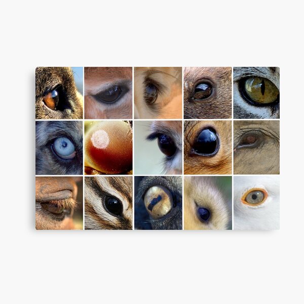 Animal Eyes Canvas Print